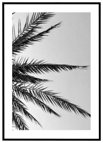 Palmeblade - sort/hvid billede - Flot print til boligen