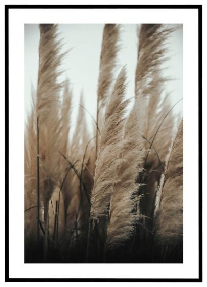 Pampasgræs i det fri billede - Flot print til boligen