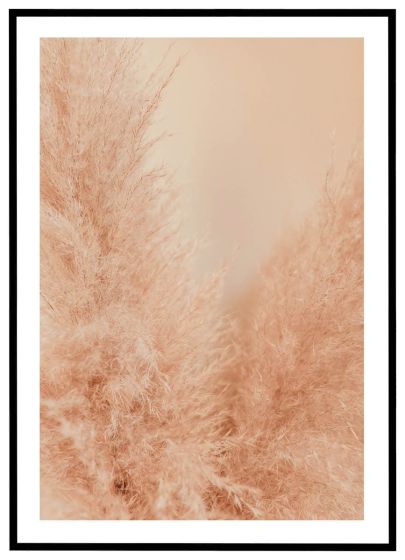 Pampasgræs - nærbillede billede - Flot print til boligen