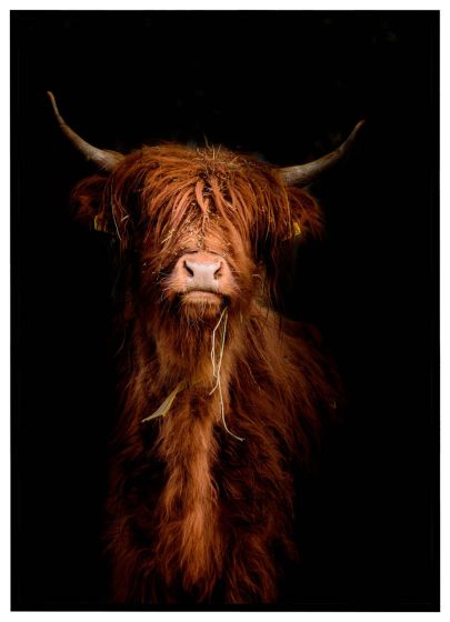 Skotsk højlandskvæg billede - Flot print til boligen