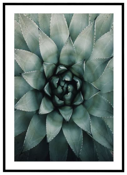 Sukkulent billede - Flot print til boligen