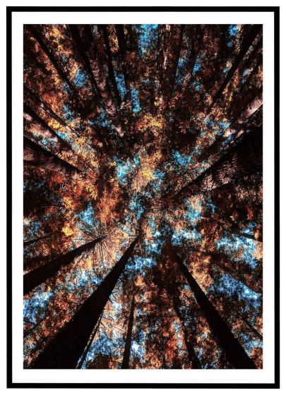 Under trækroner i nåleskov billede - Flot print til boligen