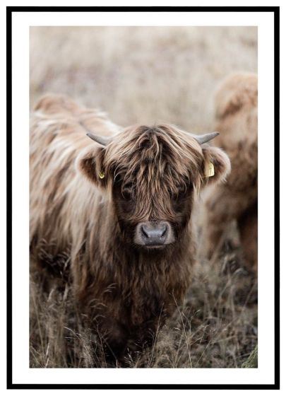 Ung Highland-ko billede - Flot print til boligen