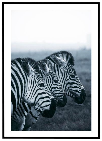 Zebraer billede - Flot print til boligen