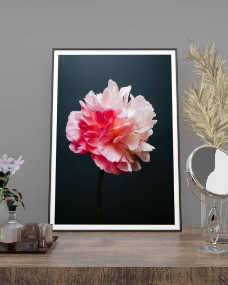 Bonderose på mørk baggrund billede - Flot print til boligen