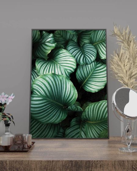 Calathea Orbifolia - stribet plante billede - Flot print til boligen